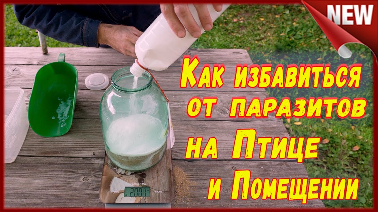 Куриный клещ и Пероед, как избавиться . Обработка кур и перепелов от блох, клещей и вшей