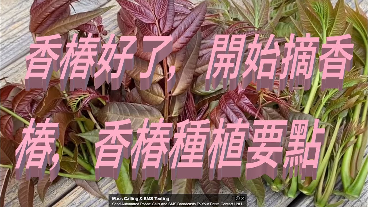 香椿好了，開始摘香椿，香椿種植要點 -- Chinese Toon Bud Is Ready to Harvest! Some Tips for Growing Chinese Toom Bud?