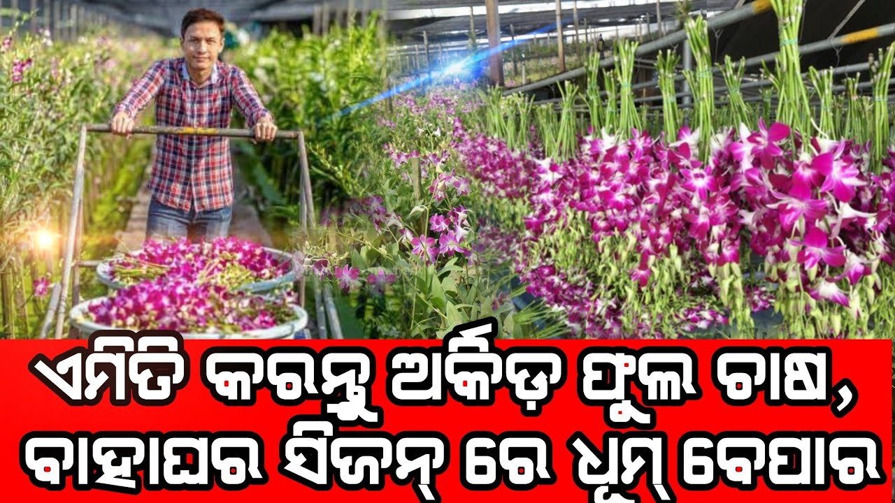 Orchid Farming Full Details with heavy profit By doing this method explained in Odia Farming Dunia