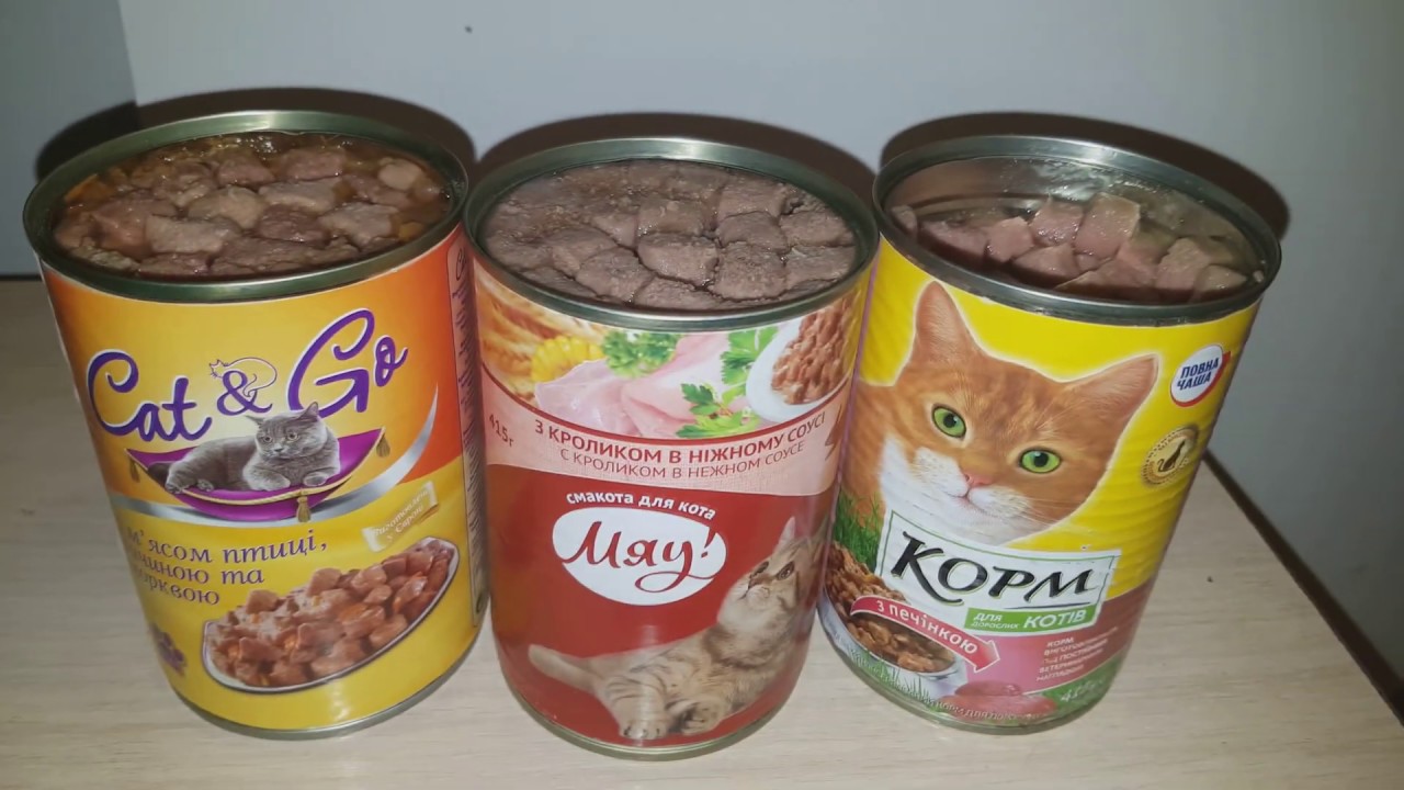 Какой бюджетный корм выберет кот? Тест кормов Повна Чаша (Фоззи-Фора), Cat&Go (АТБ), Мяу (Кормотех)