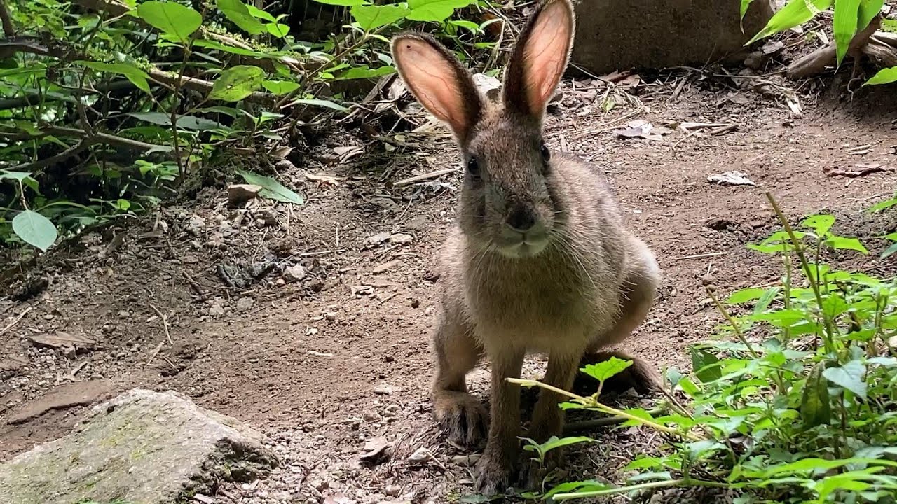 山道で出会った野うさぎが可愛すぎた！