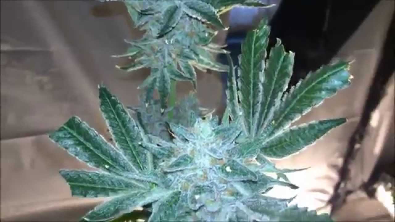 DurangoOG - LaPlata Labs - Harvest - Day 63 Flower