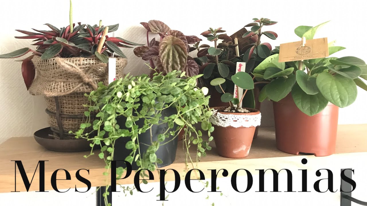 Tous mes PEPEROMIA et mes conseils d'entretien | PLANTE D’INTÉRIEUR