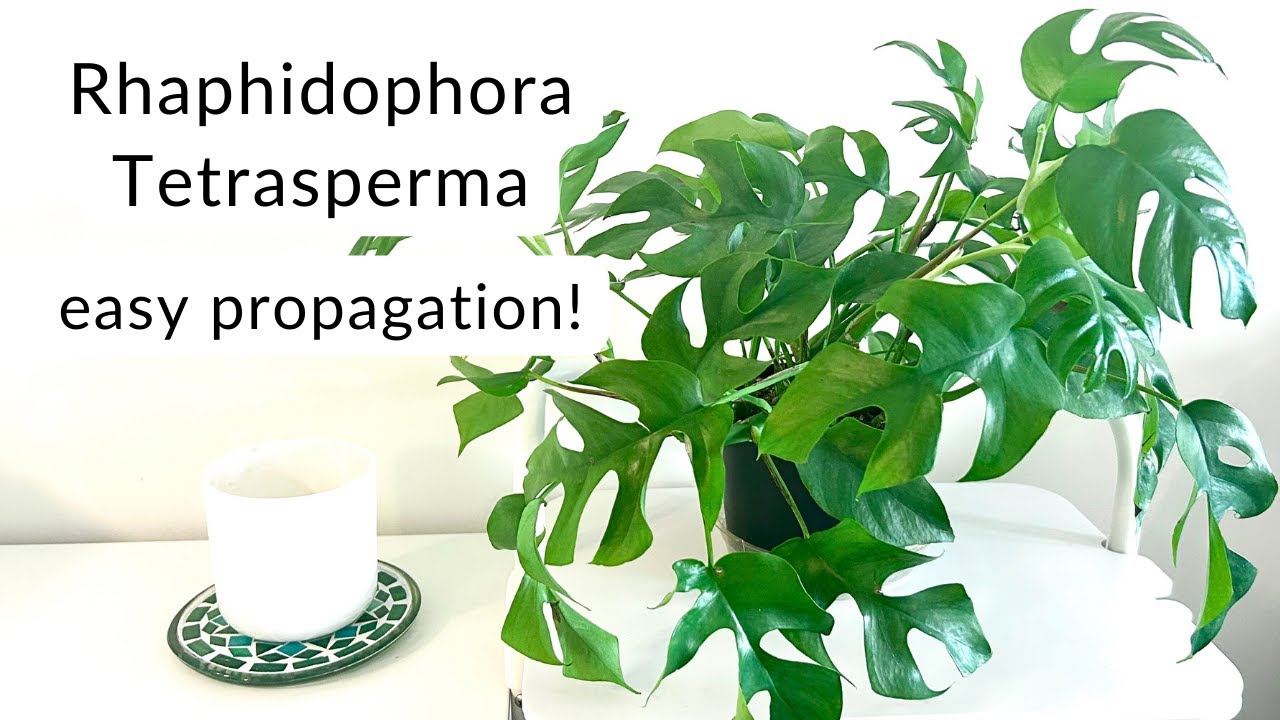 Размножение рафидофоры четырехсеменной (&laquo;мини-монстера&raquo;) 🌱 ПРОСТОЕ руководство!