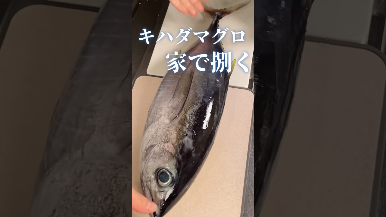 家でマグロを捌く #shorts #キハダマグロ #japanesefood #tuna