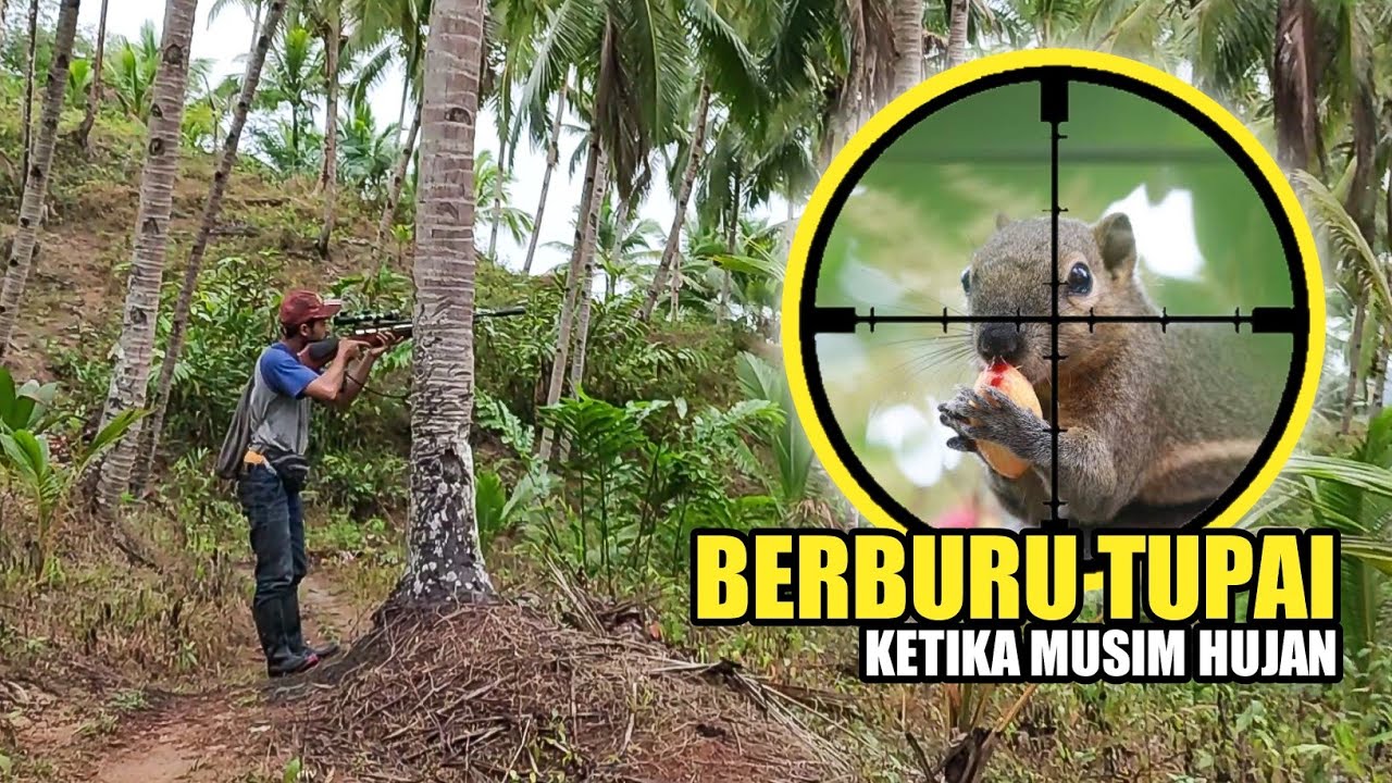 BEGINI JADINYA KALAU BERBURU TUPAI SAAT HUJAN TURUN‼️BERBURU TUPAI