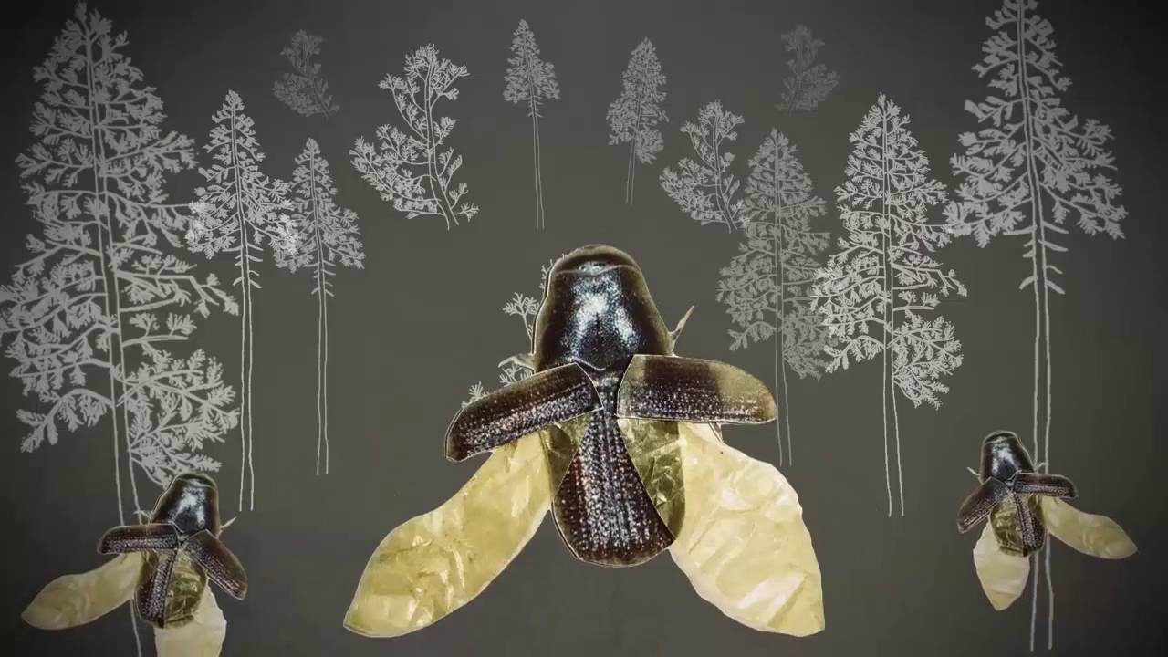 Beetle Kill