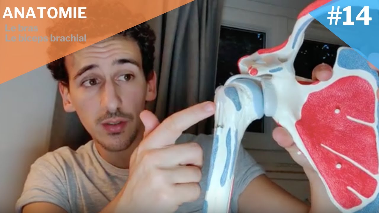 Myologie #14 : Le biceps brachial