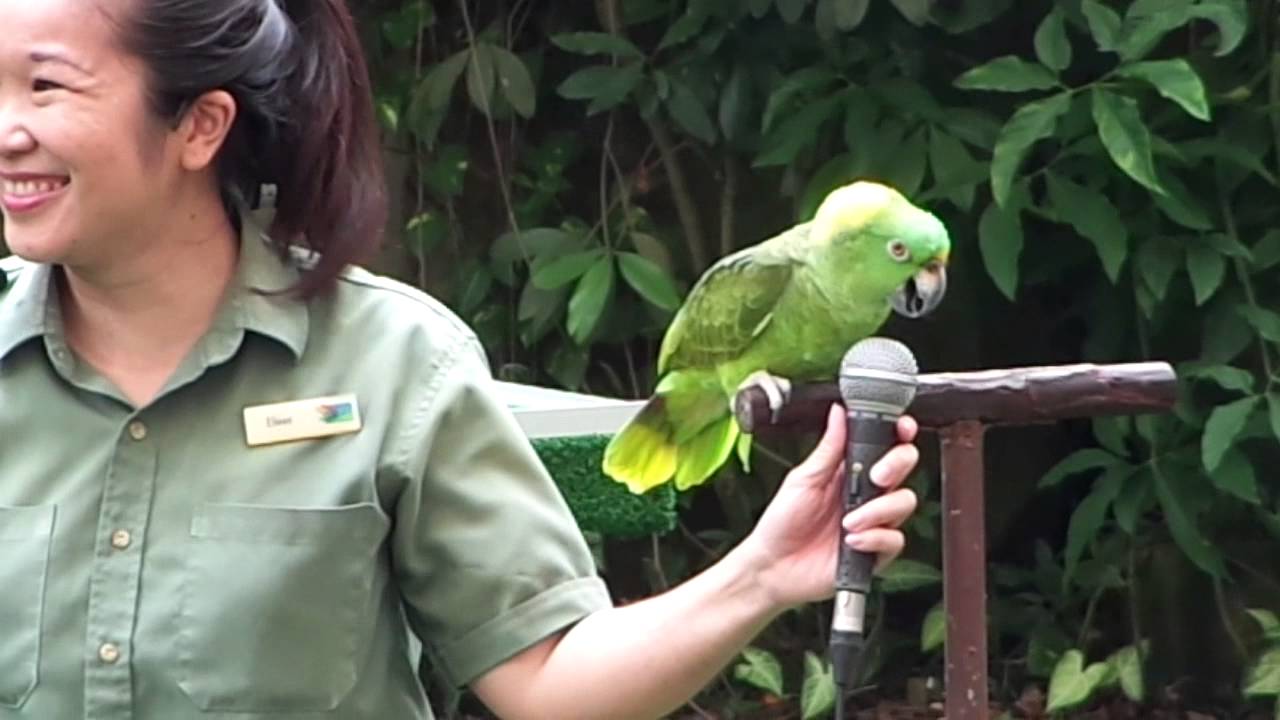 High Flyers Show At Jurong Bird Park, Singapore