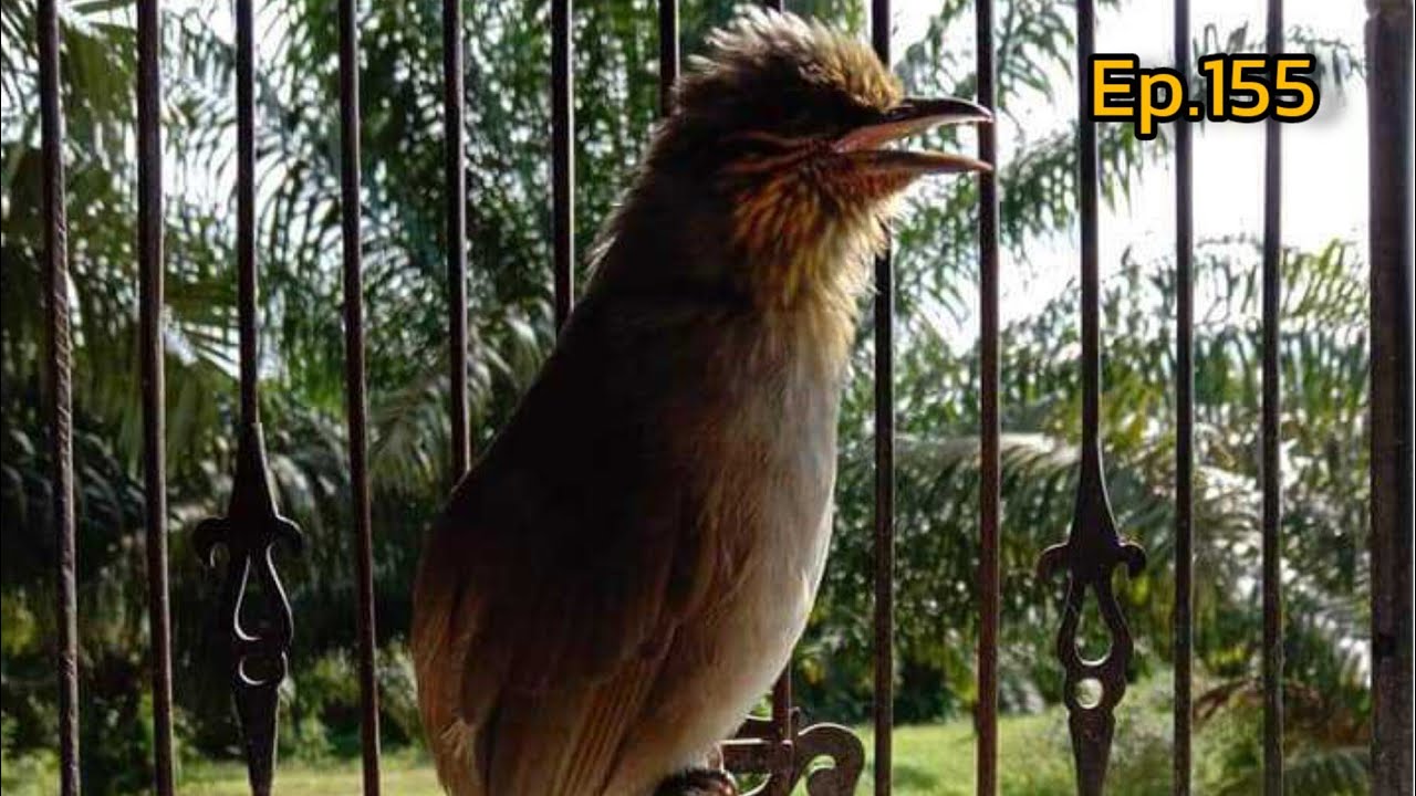 เสียงนกดอกแตงEp.155 สับไม่หยุด!! เสียงเรียกคู่ เพลงดี ร้องวน Suara pikat merbah lekir gacor