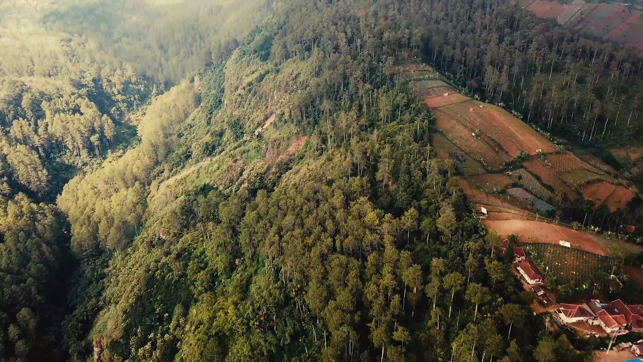 Aerial Shot Of Forest | HDchannel