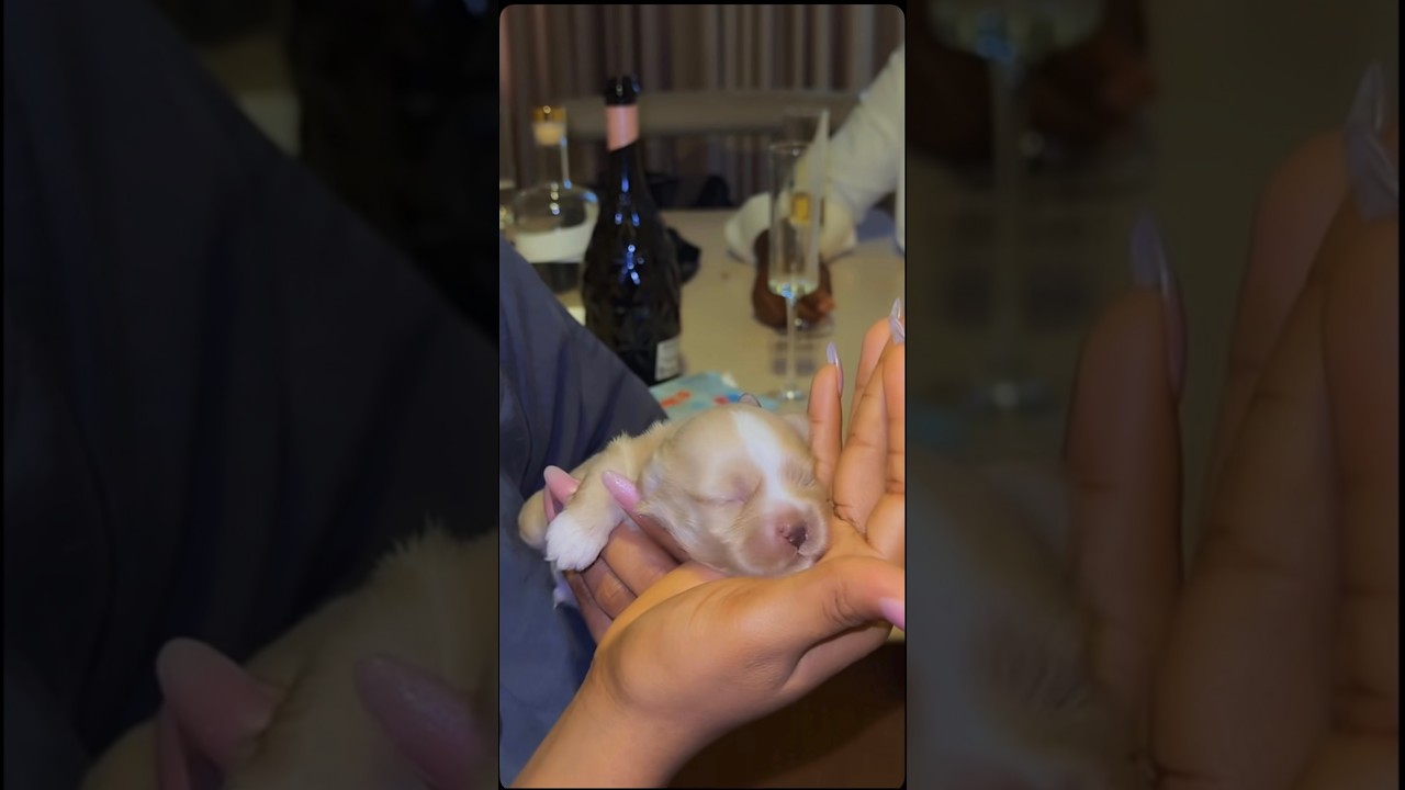 Puppy lovers