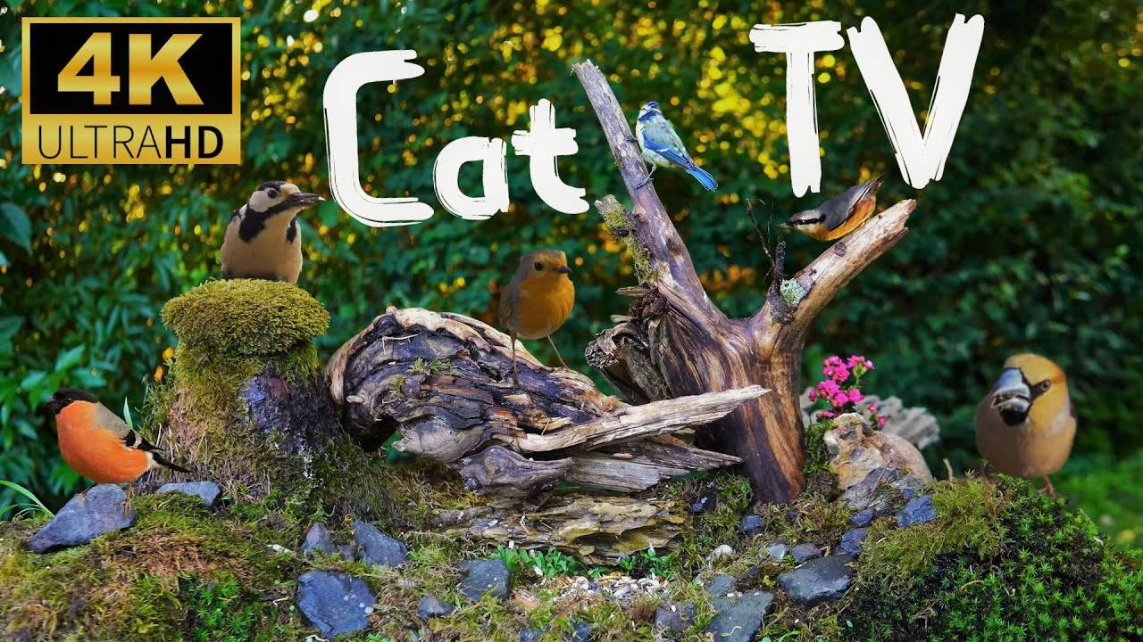 Cat TV for cats to watch | Birds on feeder 4K