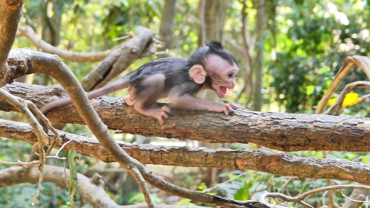 Scream so loudly calling mommy help | AB Wildlife