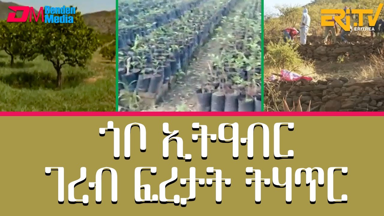 ጎቦ ኢትዓብር ፡ ገረብ ፍረታት ትሃጥር - መኣዝን ልምዓት | meazin limeat -