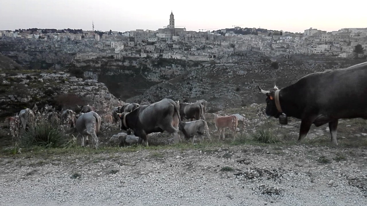 Podoliche sulla murgia materna