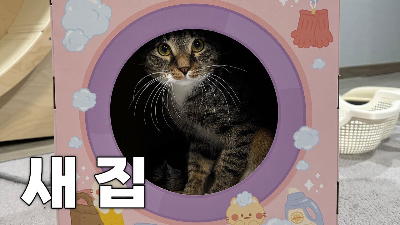 시루에게 새로운 집이 생겼습니다...