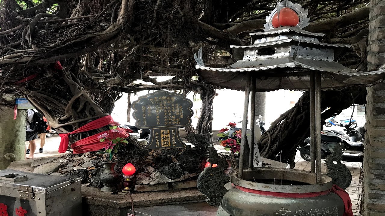 澎湖  通樑古榕