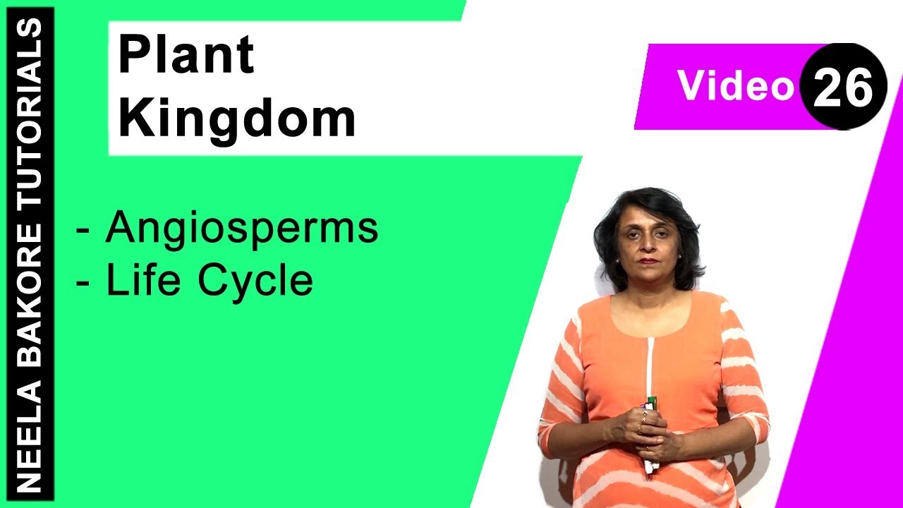 Plant Kingdom | NEET | Angiosperms - Life Cycle | Neela Bakore Tutorials