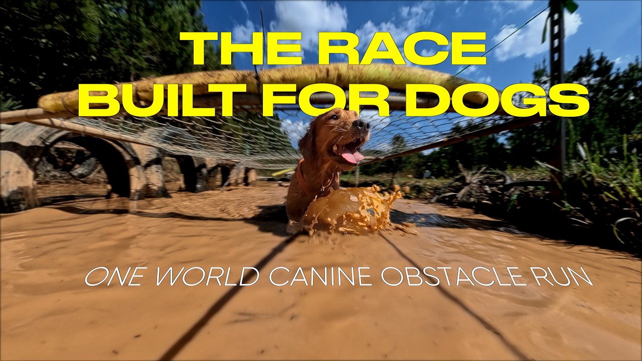 ONE WORLD CANINE OBSTACLE RUN 2025| FALL REWIND