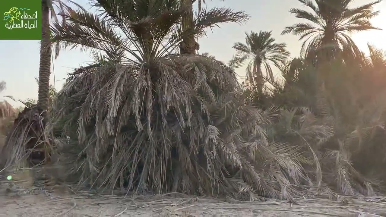 الغاف الاحمر في واحة يبرين القديمة