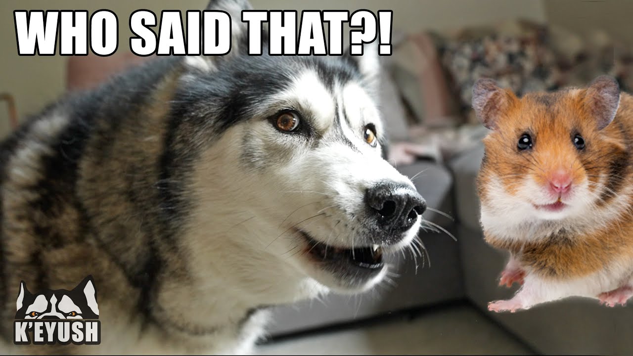Husky Has Argument With Hamster That TALKS Back!