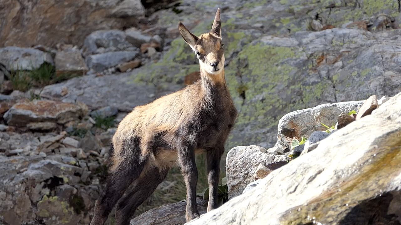 #incontriravvicinatissimi | Il camoscio