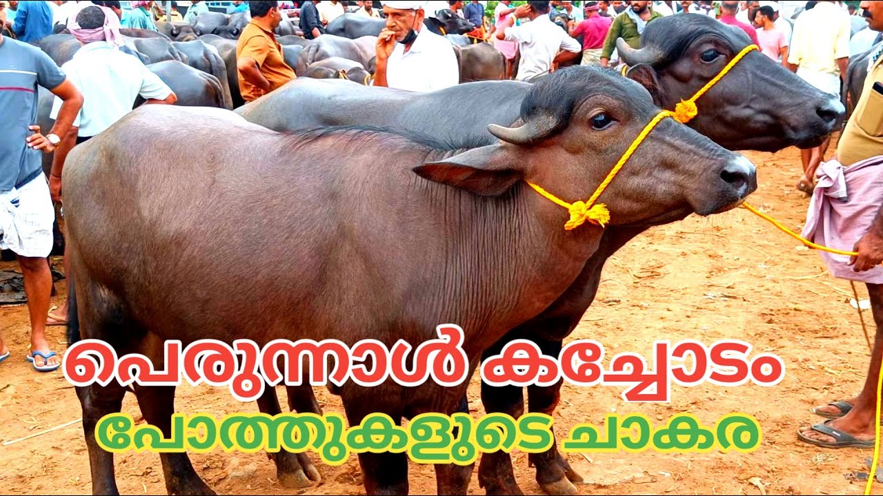 പോത്തുകളുടെ ചാകര | പെരുന്നാൾ കച്ചവടം  | വിലസഹിതം | Vaniyamkulam chantha | 2023 | TECH AND VLOGS