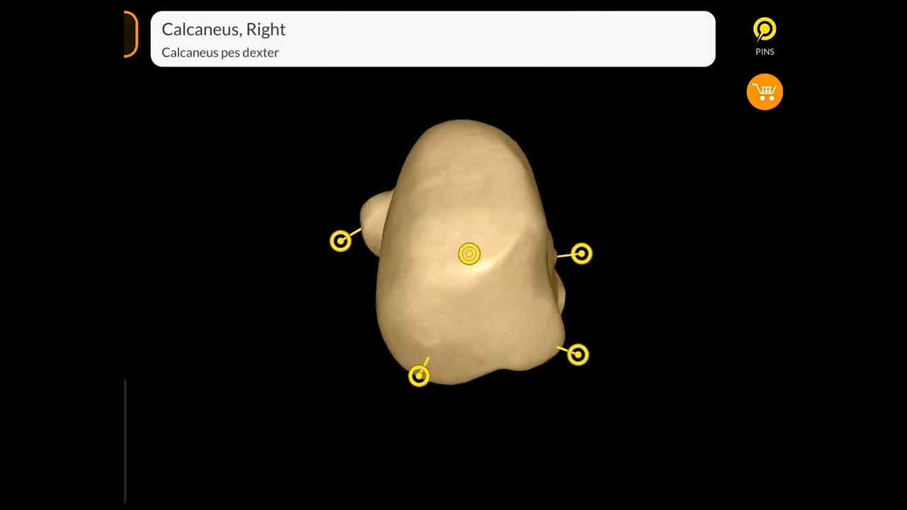 3D Anatomy of Os Calcis (calcaneus bone)