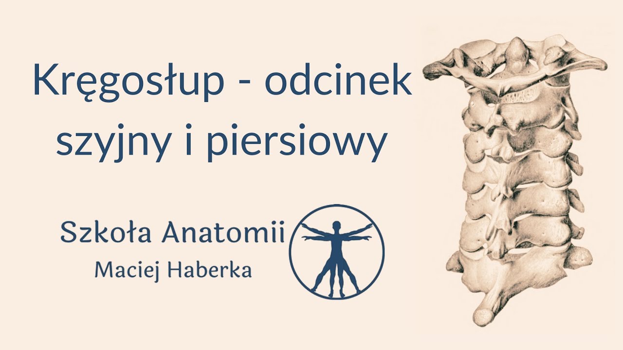 Kręgosłup &ndash; odcinek szyjny i piersiowy (wstęp)