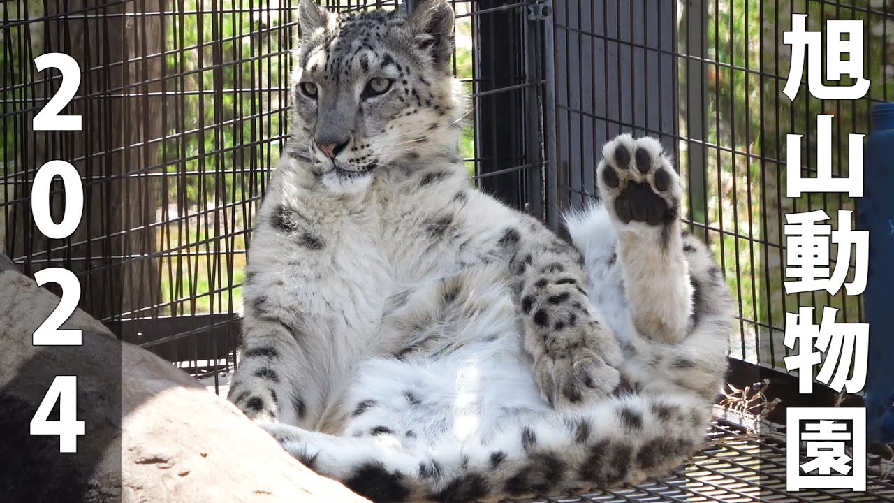 【旭山動物園】2024 家族旅行