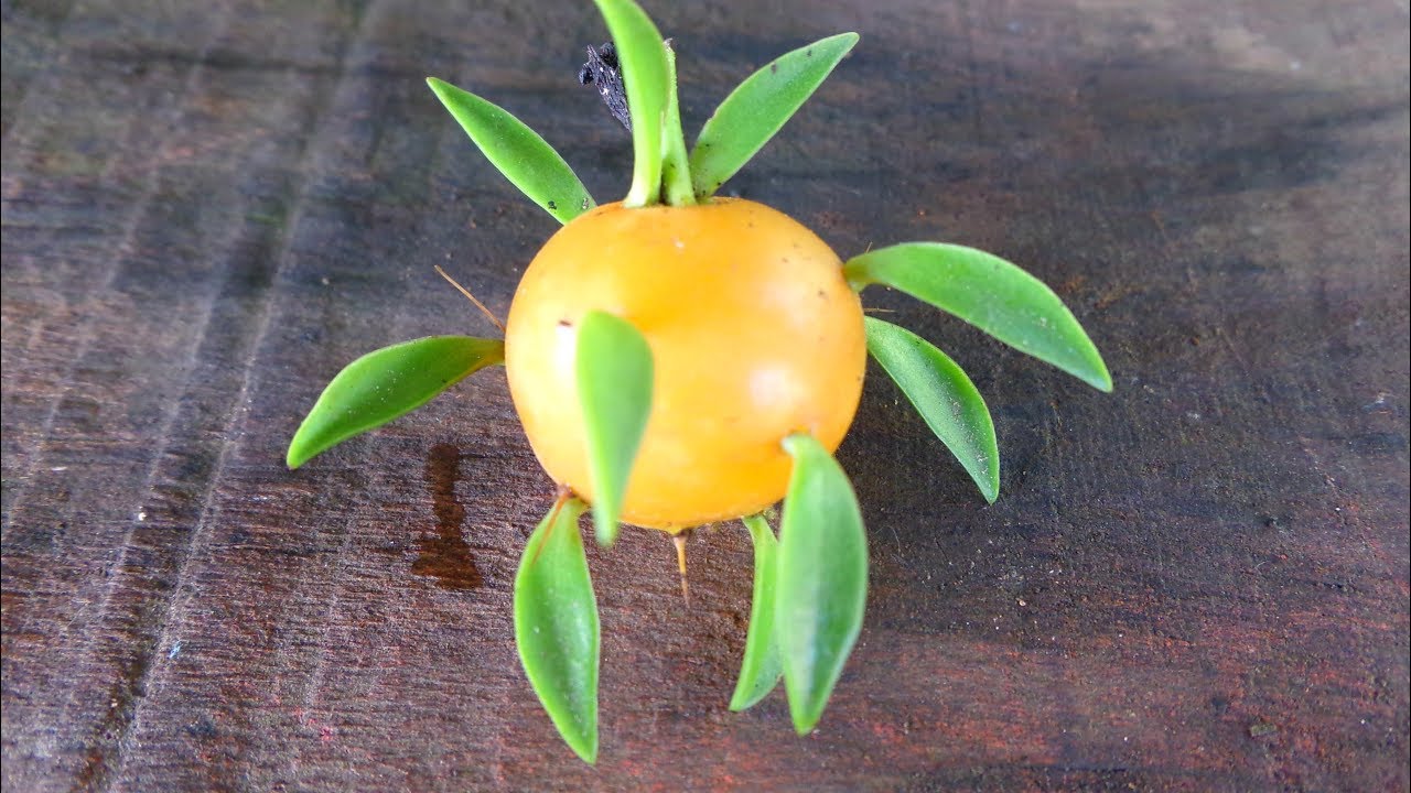 Uña de gato, grosellero americano, Ora Pro Nobis, Grosella de Barbados, Pereskia aculeata.
