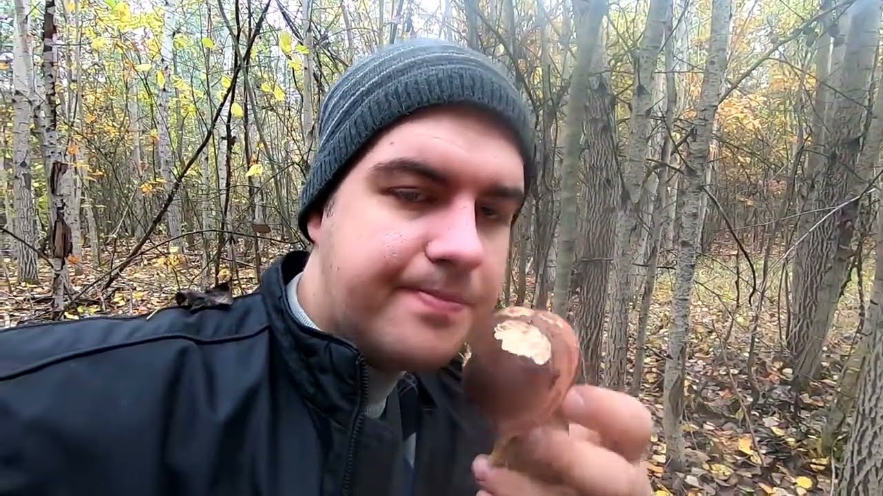 ✅ Польский Белый гриб! Зонтик краснеющий! Груздь Чёрный! #грибиУкраїни