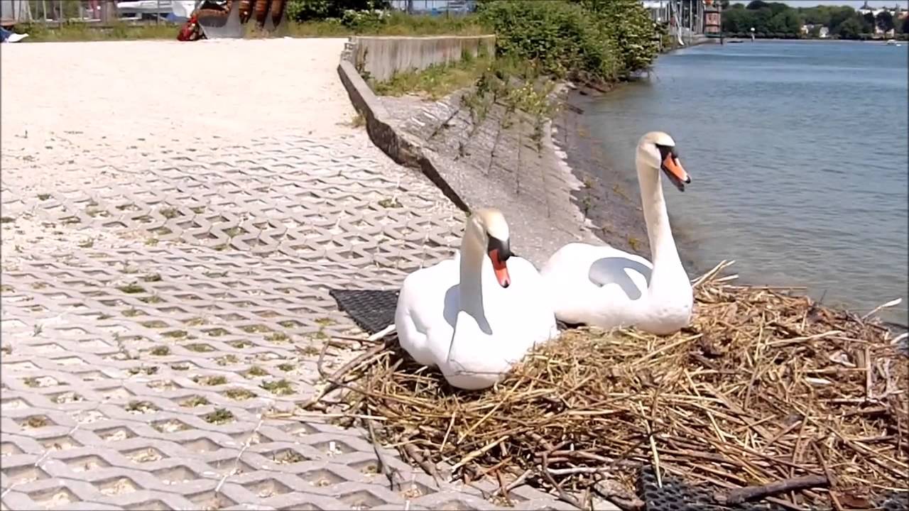 Oh, wie süss - Schwanfamilie mit drei Küken ist Attraktion am Konstanzer Hafen