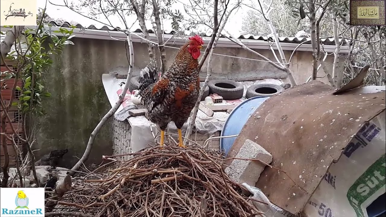 Tavuklara Buğday Verme Ve Horozların Ötüşü - 30.01.2016