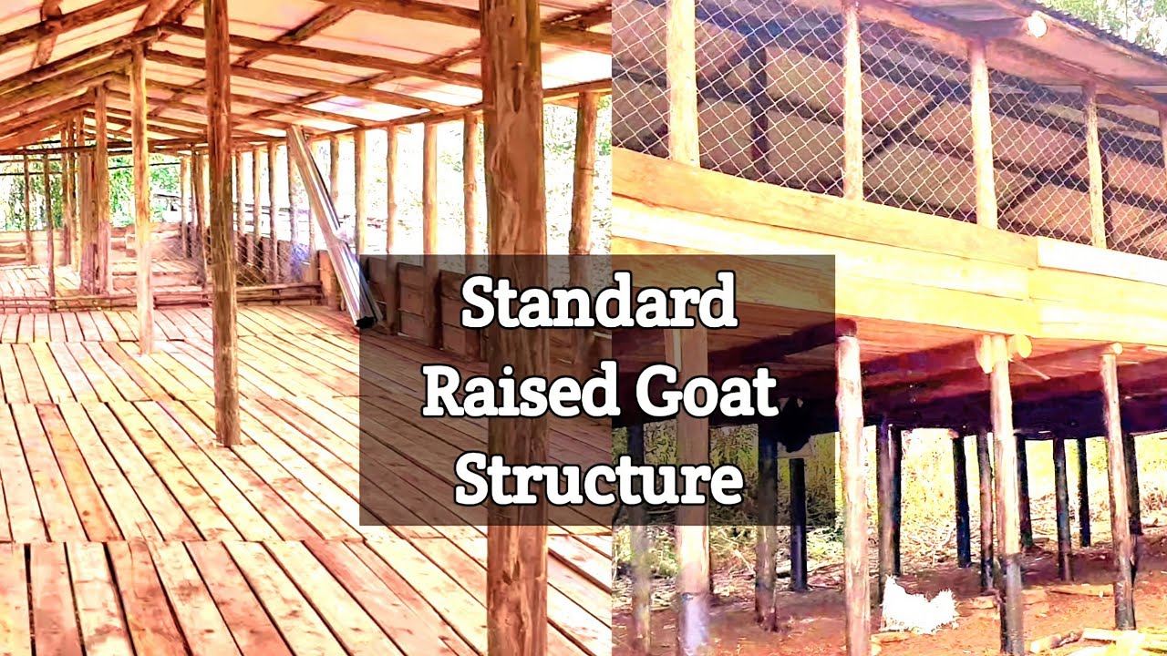 How to Construct Raised Standard Goat Structures(cheap materials Needed) | KIMD FARM | 2026