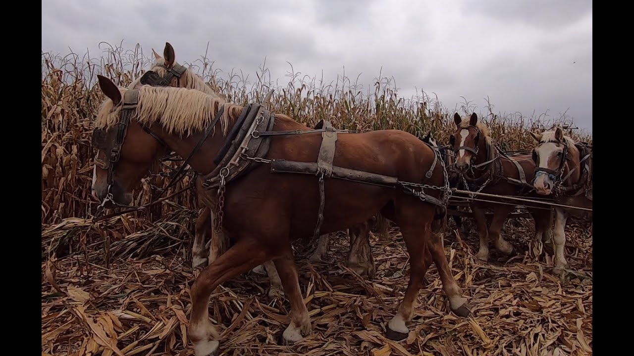 Amish Corn Harvest with EIGHT Draft Horses