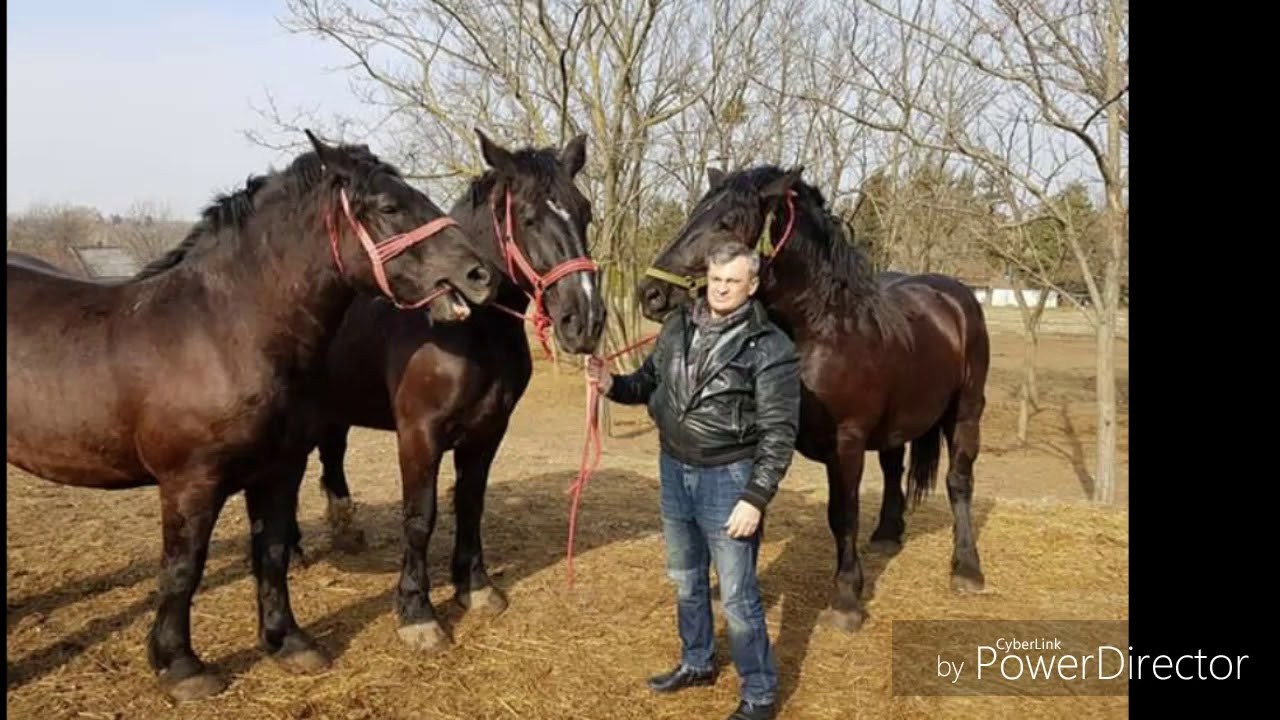 Gyurkovics László Kormos lovak királyának Sok szeretettel 2019!!!