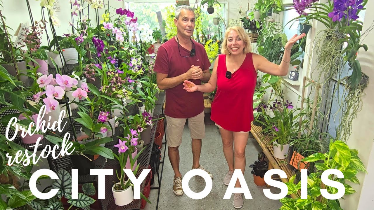 City Oasis, New Orchids in stock.