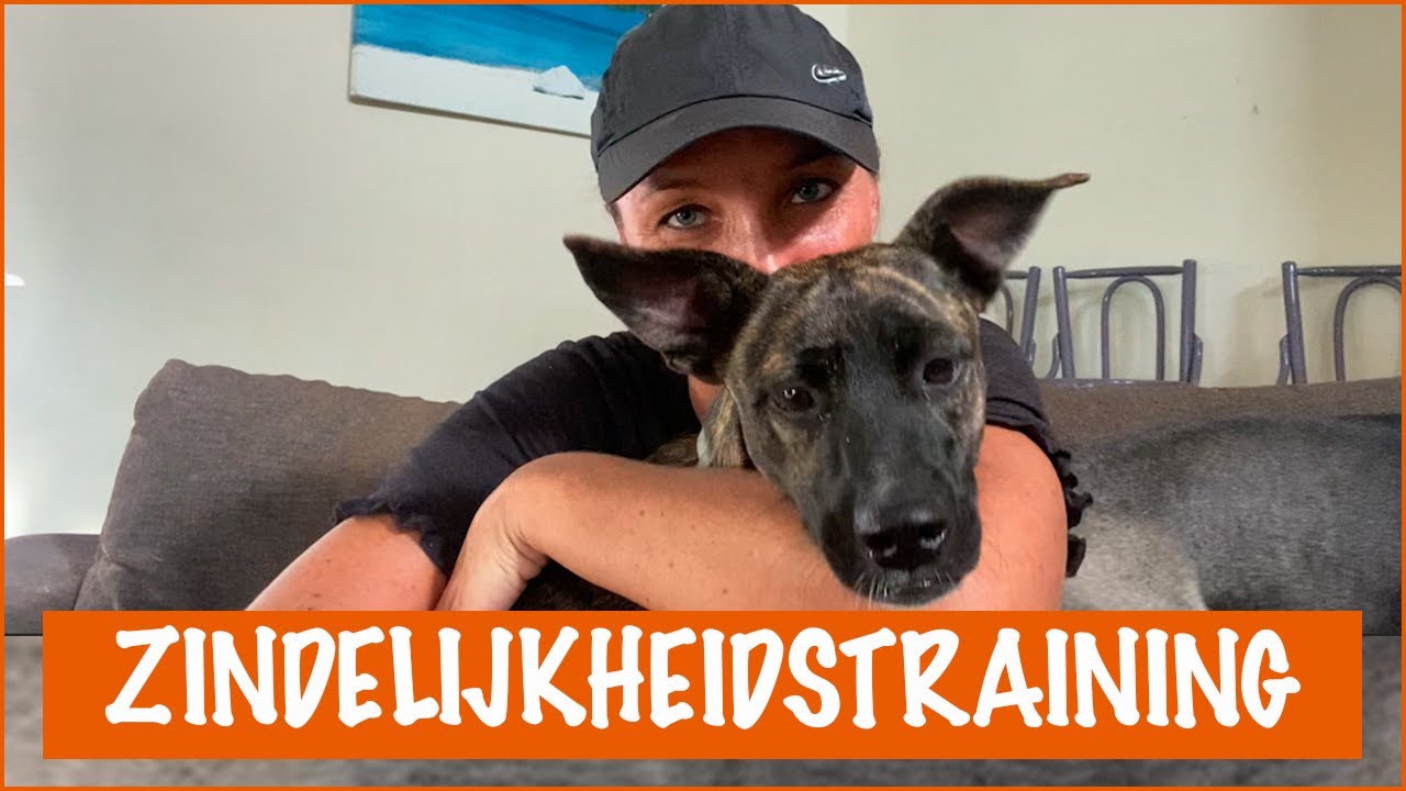 Zo maak je jouw hond zindelijk! | DierenpraatTV