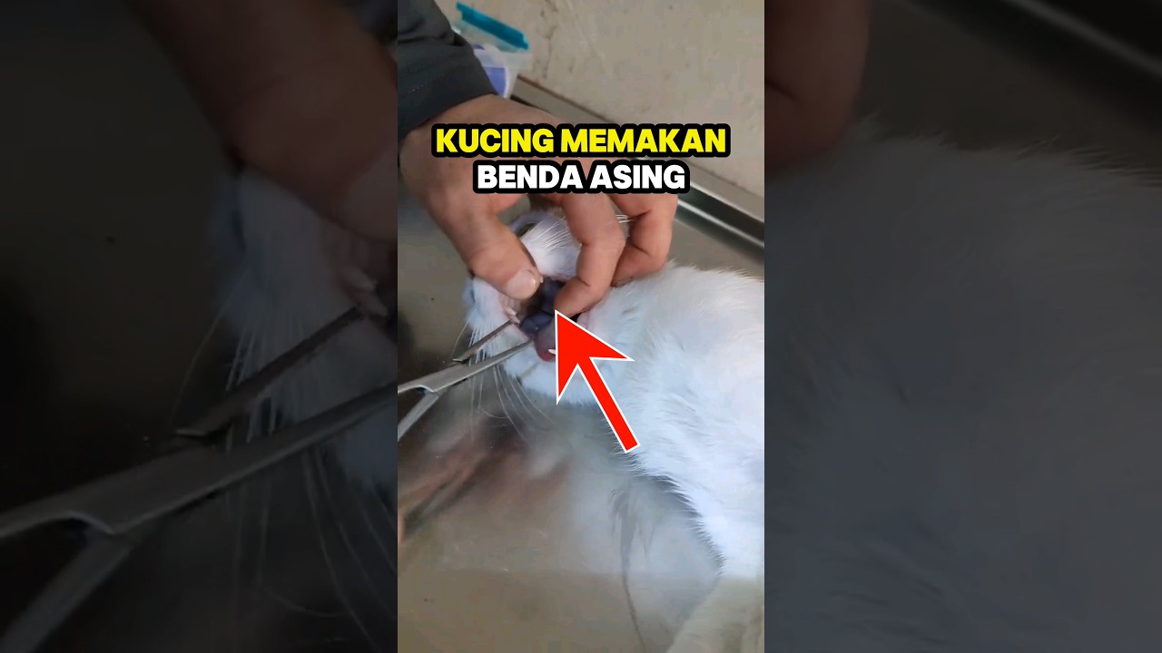 Dokter mengambil benda asing di dalam mulut kucing