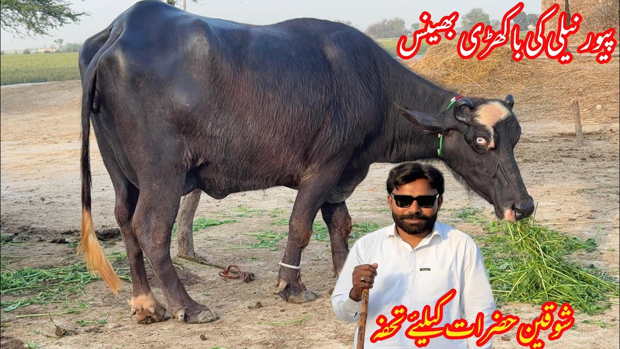 watch pure nili ravi buffalo for sale in punjab pakistan on youTube pakistan buffalo Tv