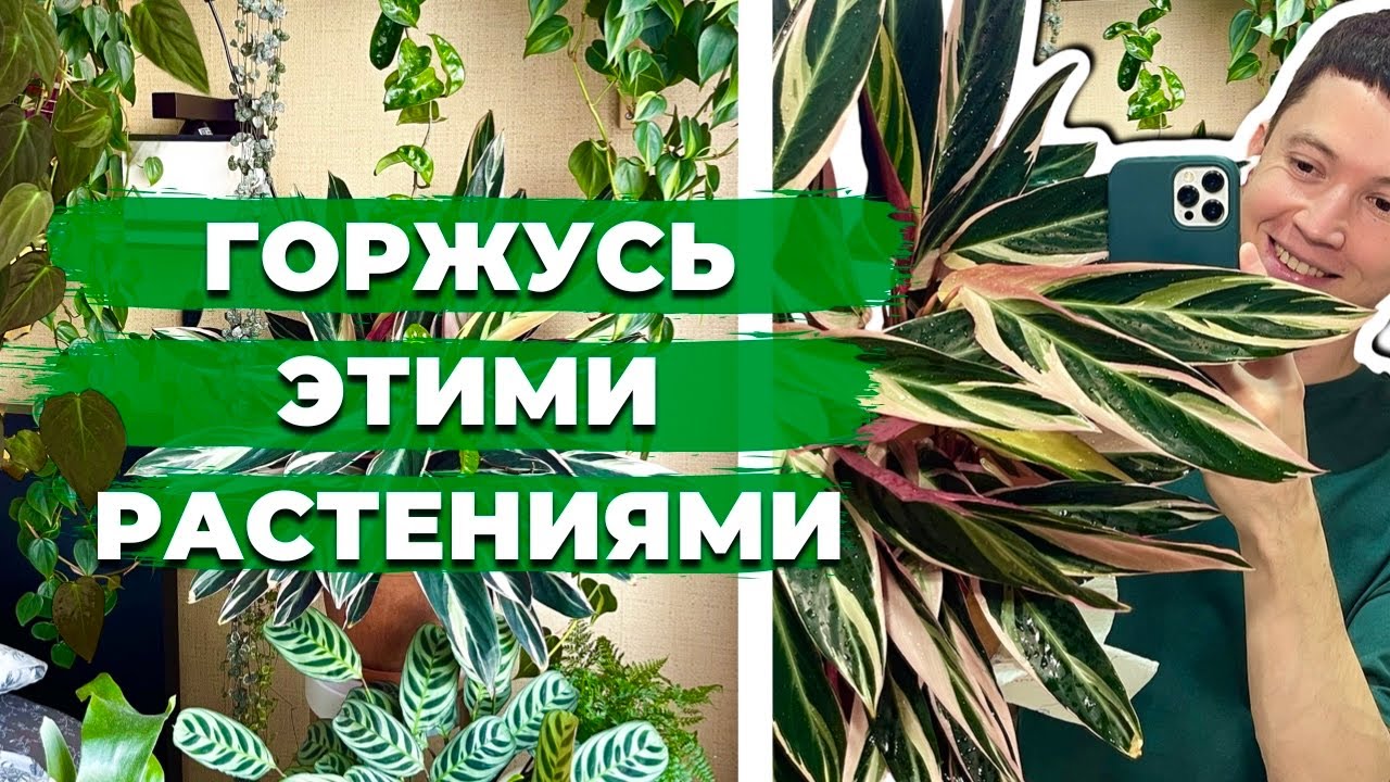 Комнатные растения, которые делают мою коллекцию особенной