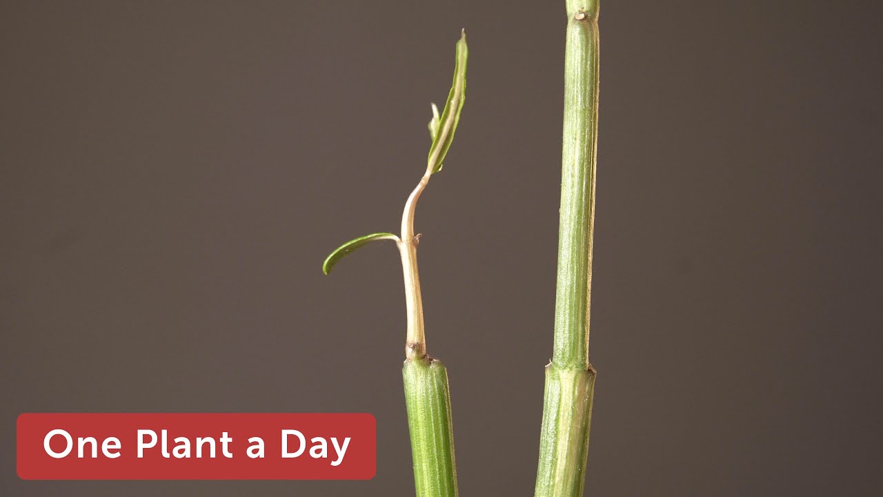 Ceropegia dichotoma Houseplant Care — 288 of 365