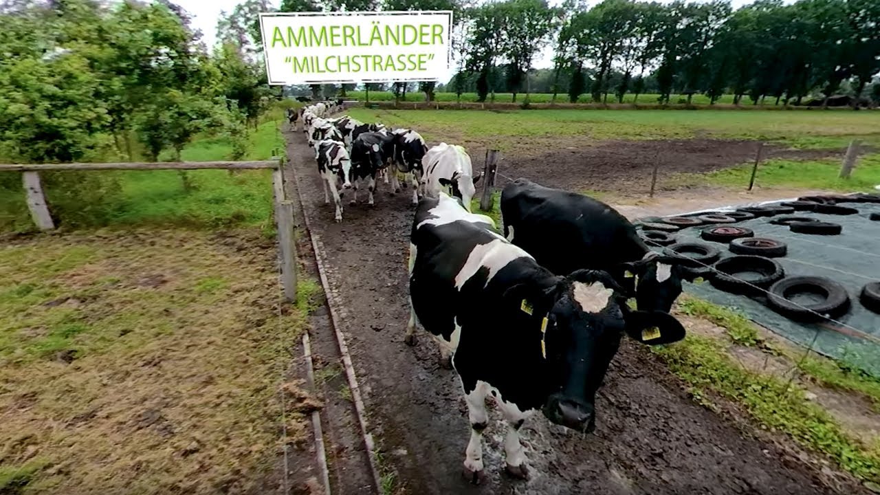 360°: Auf dem Hof von Astrid und Dirk leben 130 Milchkühe.