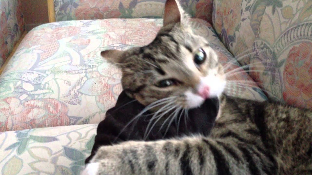 Kitty Cat Bootcamp The Movie - Part I