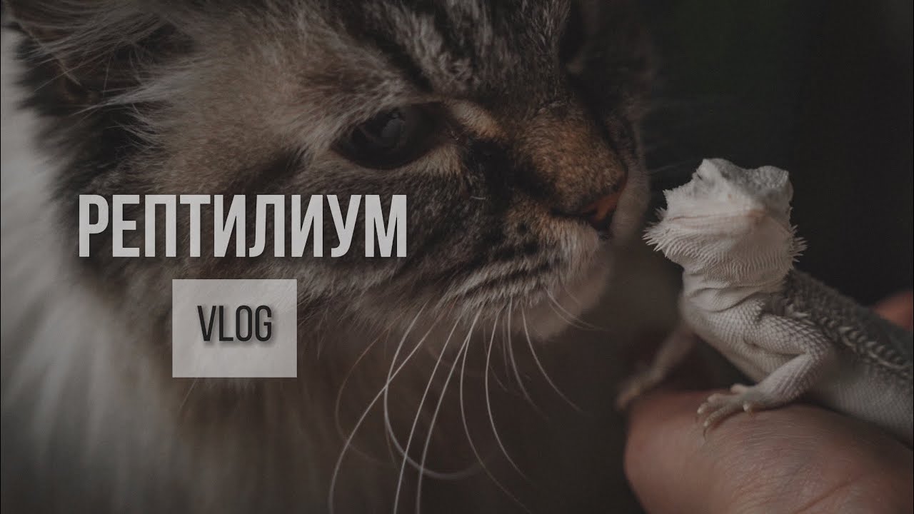 VLOG. ОБЗОР ВЫСТАВКИ РЕПТИЛИЙ🪴 #рептилиум #рептилии #агама #алоказия #комнатныерастения #монстера
