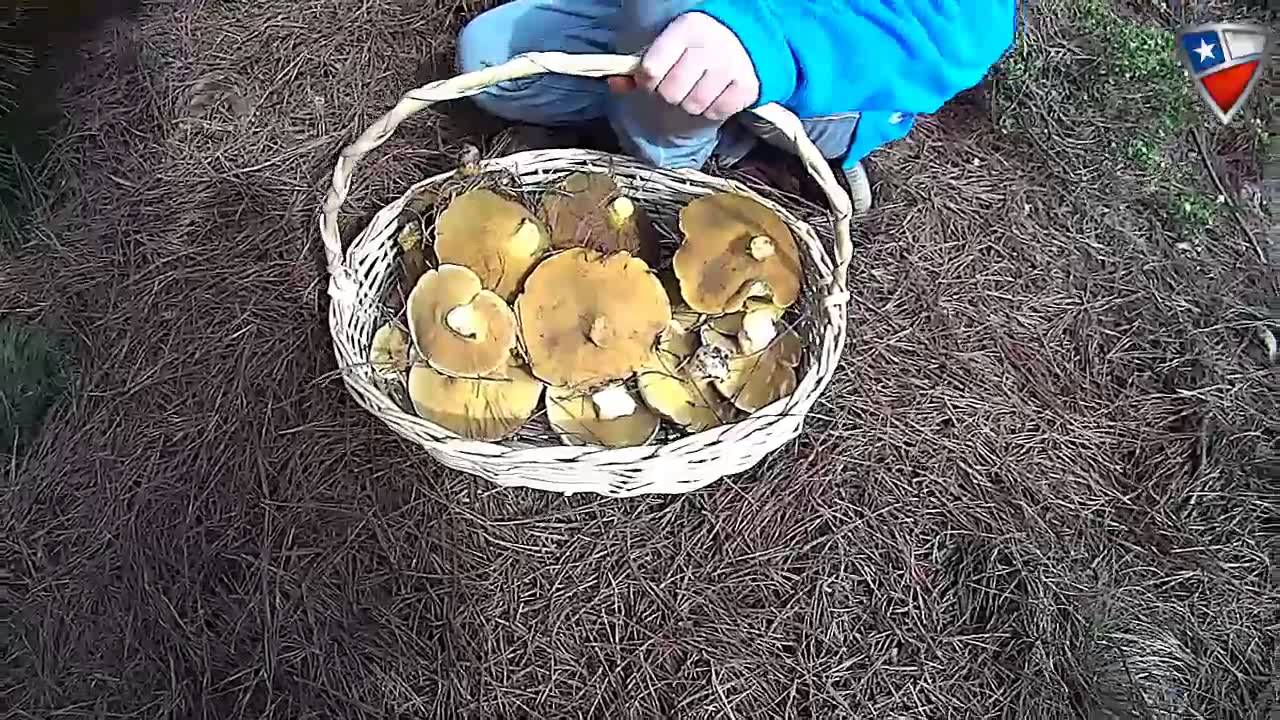 Suillus Granulatus / Hongo de Pino / Laguna Verde-Valparaiso-Chile HD