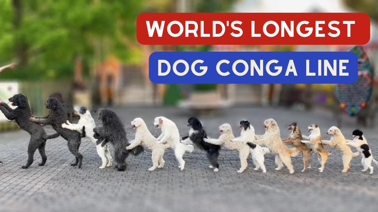 14 Pups Break World Record for Longest Dog Conga Line with Trainer Wolfgang Lauenburger