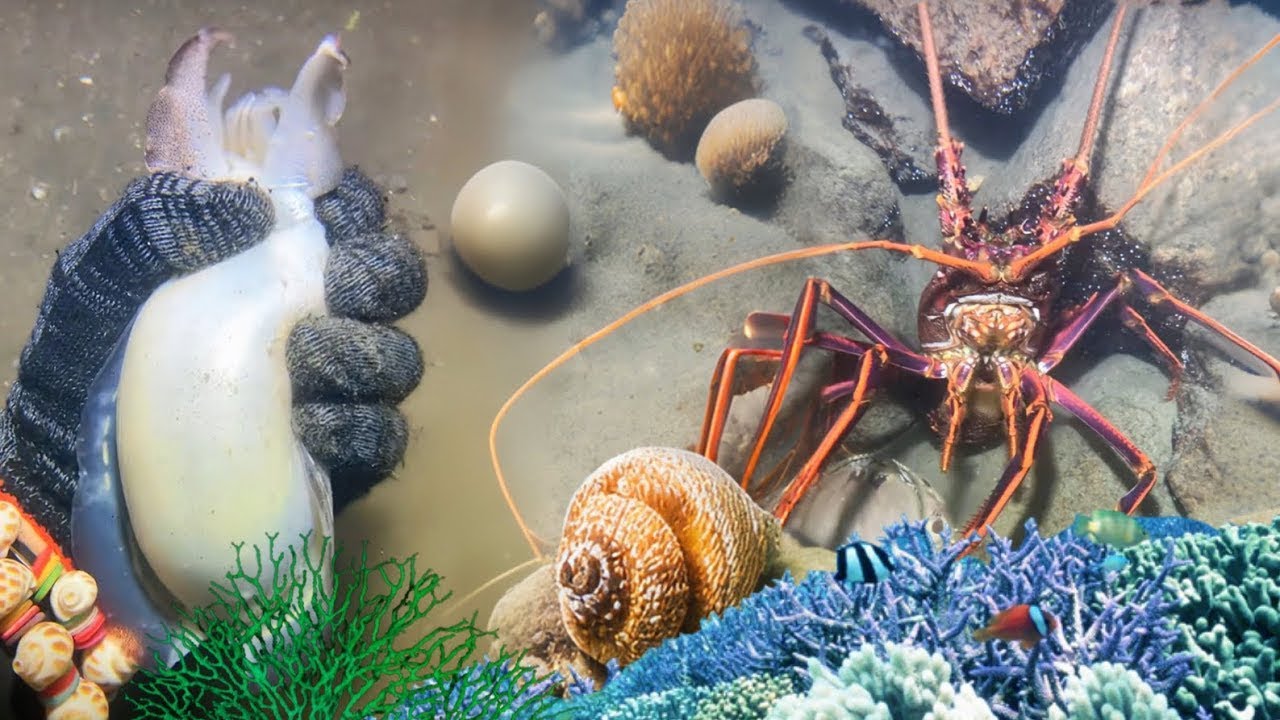 Night Diving Seafood - Catching Lobster, Crab, Flash Shrimp, And Eel123